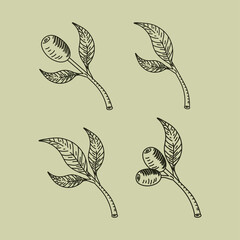 Sticker - icons olive branches