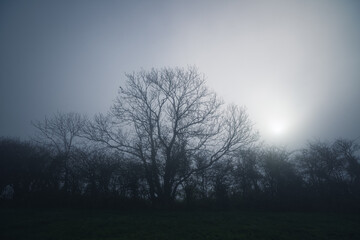 Wall Mural - Tree in the mist without leaves