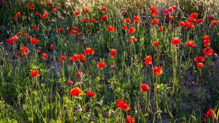 Wall Mural - Evening sunshine illuminating a Poppy field in Tuscany