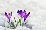 Spring snowdrops flowers violet crocuses ( Crocus heuffelianus ) in snow with space for text