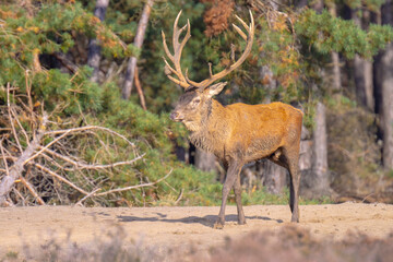 Wall Mural - Male red deer stag, cervus elaphus, rutting