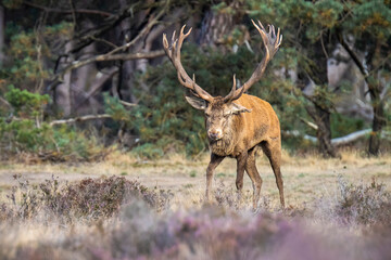 Wall Mural - Male red deer stag, cervus elaphus, rutting