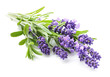 Lavender flowers bundle isolated on a white