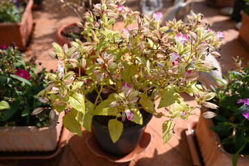 Wall Mural - dried flowers in the a pot