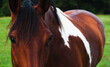 Close up of a pinto horse