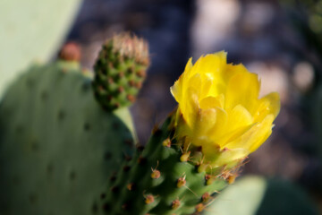 Wall Mural - prickly pear cactus yellow flower close up