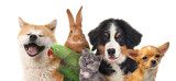 Fototapeta Zwierzęta - Group of cute pets on white background. Banner design
