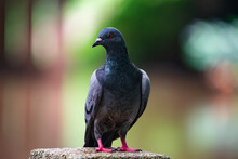 Portrait Of A Beautiful Pigeon Standing On A Concrete Pole With Colorful Background.