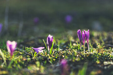 Poster - Beautiful crocuses blooming close up in warm sunshine. Hello Spring. Wild purple Crocus heuffelii growing in garden or forest. Spring awakening, first flowers. Spring background