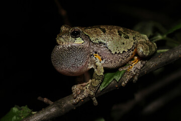 Profile of a singing male gray treefrog (Hyla versicolor) sitting on a branch with its vocal sac inflated. 