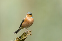Close Up Of A Male Chaffinch Perched On A Broken Branch And Facing Forwards In Winter.  Scientific Name: Fringilla Coelebs.  Clean, Green Background.  Copy Space.  Horizontal.