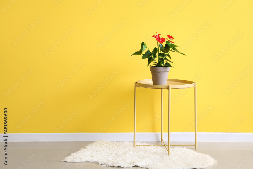 Anthurium flower on modern table near color wall
