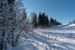 Winterwald in Reit im Winkl mit Schnee, Sonne und blauem Himmel