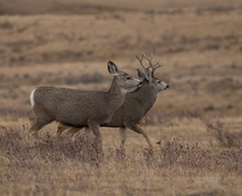 Pair Of Montana Mule Deer During Mating Season