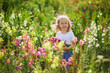 © Ekaterina Pokrovsky - Girl picking beautiful antirrhinum flowers on farm. Outdoor summer activities for little kids.