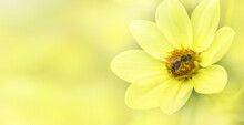 Bee And Flower. Banner. Close Up Of A Large Striped Bee Collecting Pollen On A Yellow Flower On A Sunny Bright Day. Summer And Spring Backgrounds. Copy Space