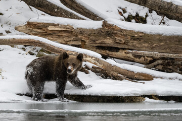 Wall Mural - Brown Bear, Ursus arctos, Bieszczady Mts., Carpathians, Poland.