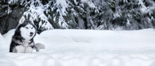 Winter Panorama Of Snow-covered Forest And Husky Dog. Husky Dog Lies On The Snow In The Winter Forest, Copy Space
