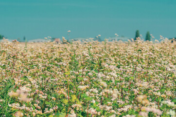 Spring flowering buckwheat in the field. Beautiful spring background