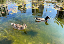 Two Ducks Swimming In The City Pond