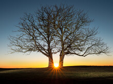 Lone Tree In Sunset