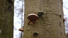 Polypore Bracket Fungus Growing On Bark Of Beech Tree In Forest