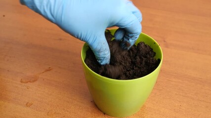 Planting seeds in a pot with soil. Growing houseplants.