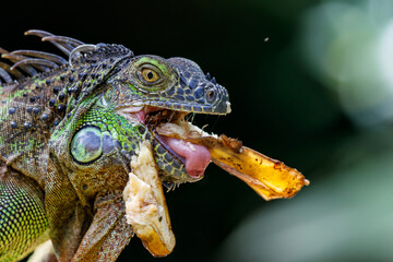 Poster - Green Iguana (Iguana iguana) trying to steal food and banana in northwest Costa Rica, Central America.