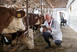 © Budimir Jevtic - Veterinarian with tablet squatting beside cow in stable