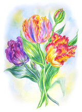 Bouquet Of Parrot Tulips, Watercolor Illustration, Floral Print For Poster, Greeting Card, Home Decor, Etc.