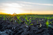 Young green corn in fertile soil field in sunset.