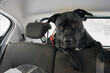Pies w podróży samochodem, na tylnych siedzeniach.