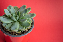 Top View Of Succulent Plant On Red Background With Copy Space.