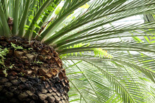 Close Up Of Tree Macrozamia Family Zamiaceae With Stem. Macrozamia Communis