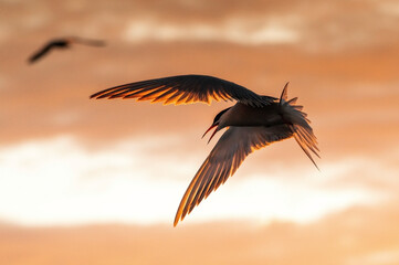 Wall Mural - Silhouette of flying common tern. Flying common tern on the red sunset sky background. Scientific name: Sterna hirundo. natural habitat. Russia. Ladoga Lake.