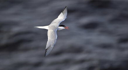 Wall Mural - A tern in flight. Sea Waves Background. Adult common tern in flight. Scientific name: Sterna hirundo. Ladoga Lake. Russia .