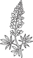 Vector Bluebonnet Clipart. Wild Flower Illustration. Symbol Of Texas Spring