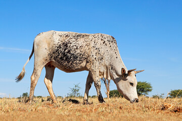 Wall Mural - Nguni cow - indigenous cattle breed of South Africa - on rural farm.