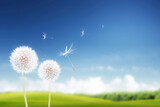 Fototapeta Na sufit - The dandelion flowers that convey spring and the spores flying over the clear blue sky are beautiful.
