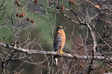 a red shouldered hawk taking watch in a tree