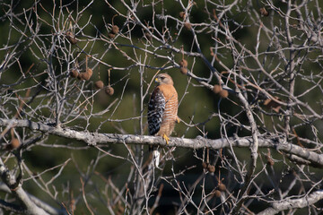 a red shouldered hawk taking watch in a tree