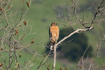 a red shouldered hawk taking watch in a tree