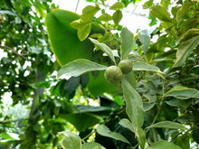 Calamondine Fruits And Green Leaves On A Branch Of A Citrus Tree In The Greenhouse. A Hybrid Of Mandarin And Lime, Filipino Lime.