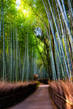Fototapeta Na drzwi - Sagano Bamboo Forest Park in Autumn Morning at Arashiyama, Kyoto, Japan