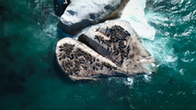 The Seal Colony Of The Cape Cross Seal Reserve At The Coast Of Namibia