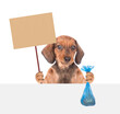 Dachshund puppy holds plastic bag and empty placard above empty white banner. Concept cleaning up dog droppings or eco concept. Isolated on white background