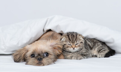  Cute Brussels Griffon puppy sleeps with tiny kitten under warm blanket on a bed at home