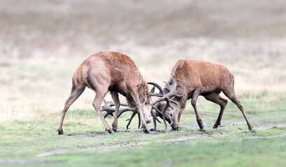 Red deer stags fighting during rutting season in autumn