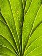 © eric - Macro photograph of green leaf