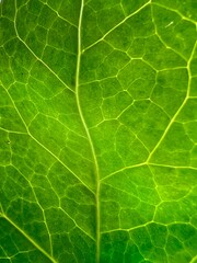 green leaf texture